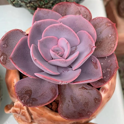 Sprout N Green Live Echeveria 'Dusty Rose', 1 Pack Rare Mini Succulent Plant Fully Rooted in 4" Pot, Real House Plant for Indoor Outdoor Home Office Wedding Decoration Party Favor