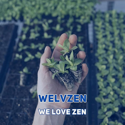 Hydroponics Grower, Vegetable Growing System for Home & Garden, Hidroponico Gardening Kit for Inddor (Horizontal)