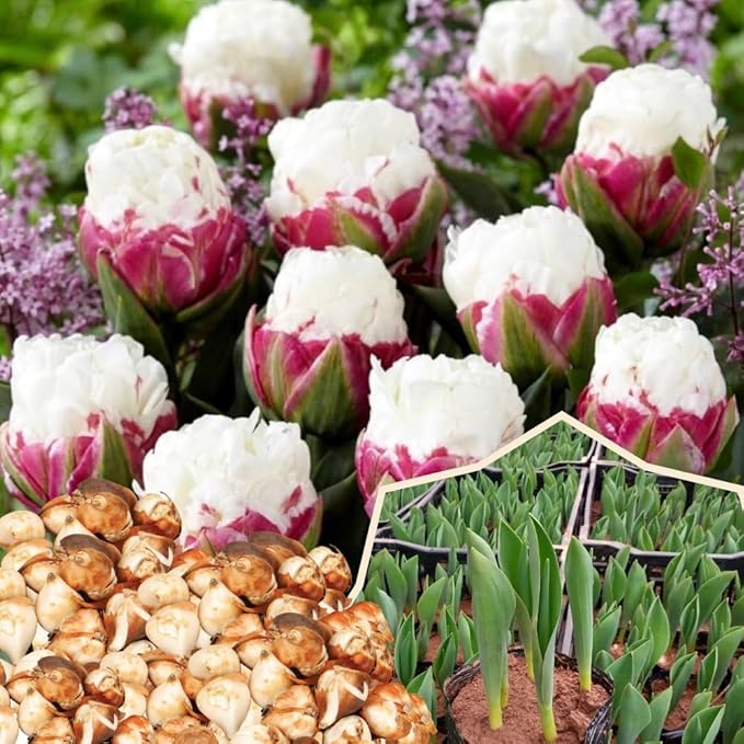 10 Tulip Bulbs for Fall Planting Bulk, Tulip Bulb, Perennial Flower Bulbs for Garden Growing, Tulip Bulbs Bulk (Ice Cream)
