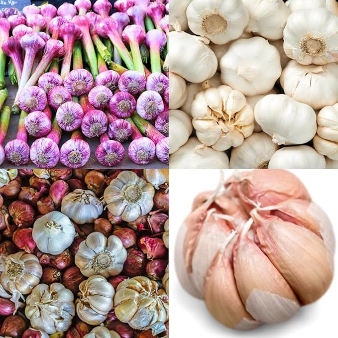 1 Pound Garlic for Planting in Fall Hardneck Softneck, 8-10 Top Size Garlic Bulbs for Planting, Fresh and High Yield Bulb Variety Pack, Hardy and Fast Growing (Random Mix)