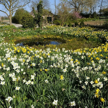 Wholesale Mixed Daffodil Flower Bulbs - 500+ Bulbs per Pack - Deer Resistant - Good as Cut Flowers - Good For Indoor Forcing - Naturalizing - Perennializing - Easy to Grow Live Plants - Outdoor Garden