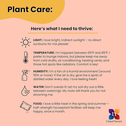 United Nursery Sansevieria Zeylanica Live Indoor Snake Plant 26-32 Shipping Size Shipped Fresh in 9.25 Grower Pot