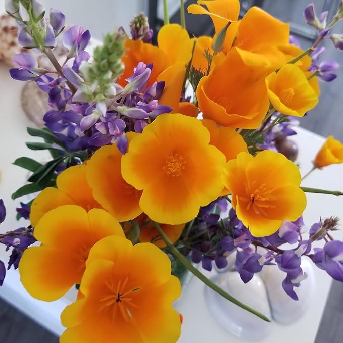 Back to The Roots 100% Organic Heirloom Seeds - Poppy Flower Value Pack (500mg Total)