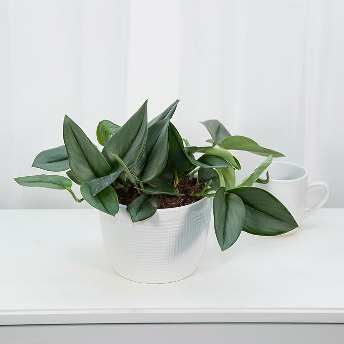 GARDENERA Scindapsus Sterling Plant Potting Soil - Enhance Variegation and Health with Professional Grade Nutrient-Rich Mix - 3 Quart