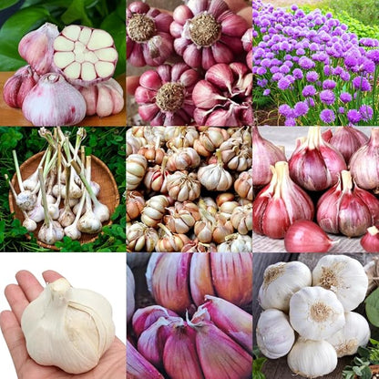1 Pound Garlic for Planting in Fall Mix Random Softneck Hardneck, 8-10 Assorted Garlic Bulbs for Planting, Fresh and High Yield Bulb Variety Pack, Hardy and Fast Growing