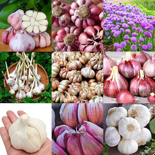 1 Pound Garlic for Planting in Fall Mix Random Softneck Hardneck, 8-10 Assorted Garlic Bulbs for Planting, Fresh and High Yield Bulb Variety Pack, Hardy and Fast Growing