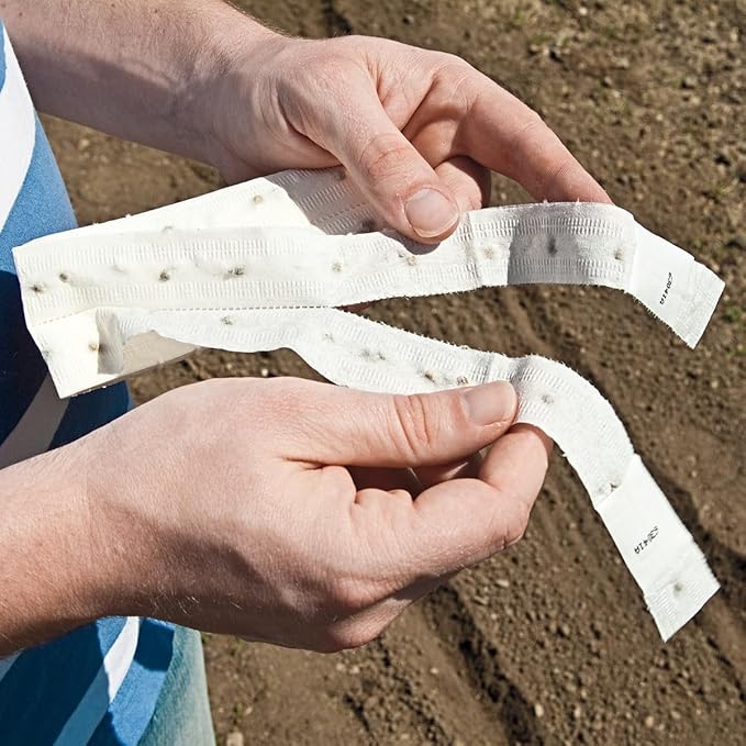 GURNEY'S - Turnip Purple Top White Globe Vegetable Seeds, 2 Seed Tape Measuring 7.5 feet Each