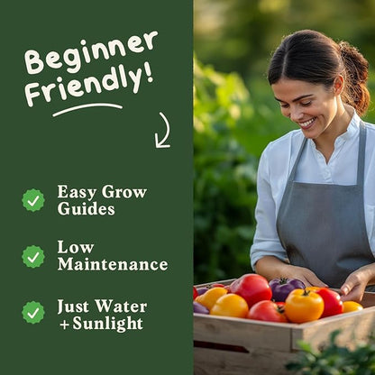 Seedboy Organic Rainbow Beefsteak Tomato Seeds for Planting Indoor and Outdoor, Non-GMO and USDA Certified Vegetable Seed Packet for Hydroponic Garden Indoor or Planting Outdoors (Beefsteak Tomato)