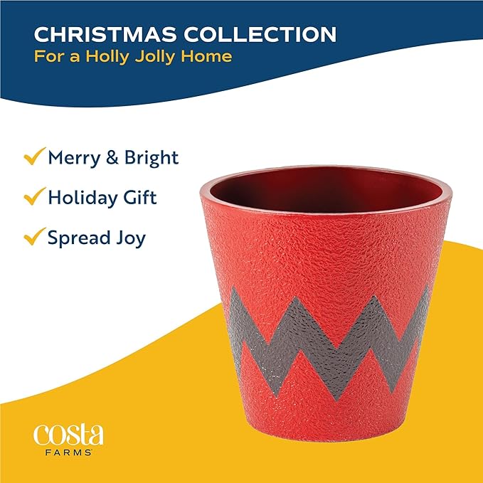 Costa Farms Live Christmas Tree, Small Norfolk Pine in Christmas Decor Plant Pot, Christmas Ornament, Holiday Gift Decoration for Room Decor, 10-12 Inches Tall