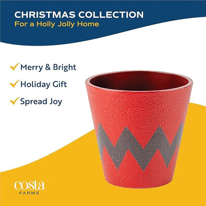 Costa Farms Live Christmas Tree, Small Norfolk Pine in Christmas Decor Plant Pot, Christmas Ornament, Holiday Gift Decoration for Room Decor, 10-12 Inches Tall