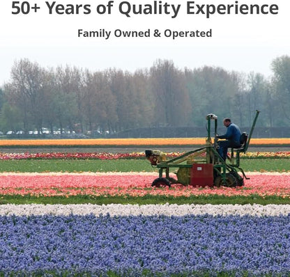 35 Mixed Tulip Bulbs – Assorted for Spring Color – Perfect for Beds, Borders & Containers – Bulk Pack of Flowers for Spring – Easy Fall Planting - Live Garden - Bulb Size 11/12cm - Willard & May