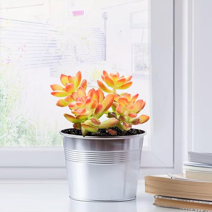 2" Live Succulent 'Sedum adolphii Shooting Stars', Rare Succulent Plants Fully Rooted in Pots, Unique House Plant for DIY, Party Favor, Home Office Decoration