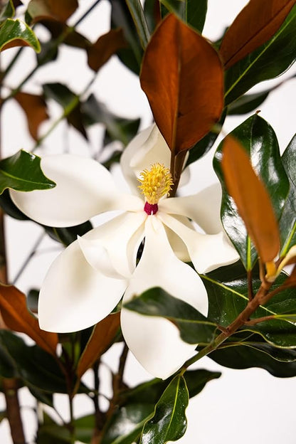 Southern Magnolia Sympathy Gift Tree by The Magnolia Company - Get Beautiful and Fragrant Flowers on Lush in Memory Magnolia Tree Gift - Can Not Ship to California