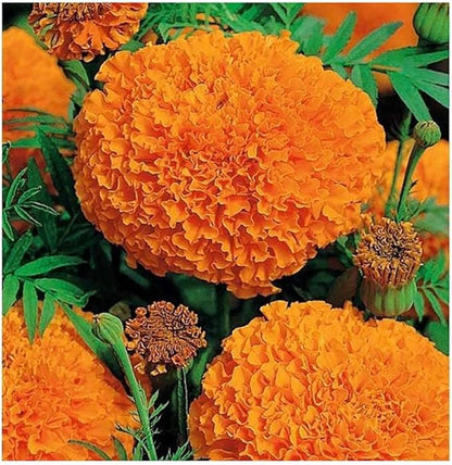 850 African Marigold Hawaii Seeds - Good Addition to Vegetable Gardens - Marde Ross & Company