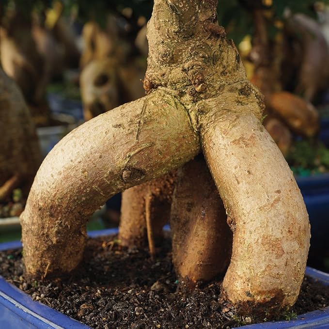 Brussel's Bonsai Live Ginseng Grafted Ficus Bonsai Tree Kit - Small Indoor Bonsai Ficus Tree - Bonsai Kit with Ceramic Bonsai Pot and Bonsai Soil