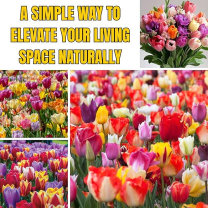 10 Tulip Bulbs for Fall Planting Bulk, Tulip Bulb, Perennial Flower Bulbs for Garden Growing, Tulip Bulbs Bulk (Mix)