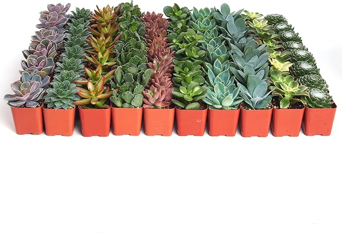 Shop Succulents Assorted Succulent Plant Pack Bulk Collection - Live Mini Succulent Plants, Low Maintenance, Mixture of Colors & Textures - Wedding and Party Favors, Gift & Garden, Pack of 100
