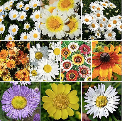 6000 Creeping Daisy Seeds - Annual, Full Sun Daisy