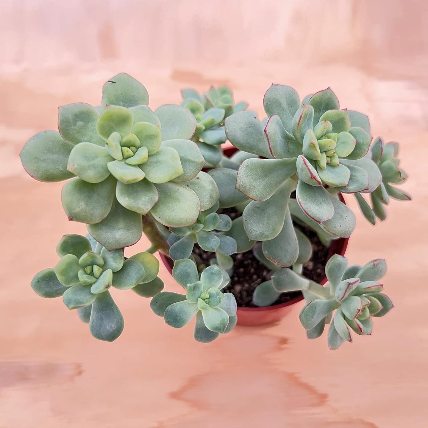Sprout N Green Echeveria 'Tango', Live Succulent in 4in Pots with Soil, House Plant for Home Office Wedding Hanging Decoration, DIY Projects, Party Favor