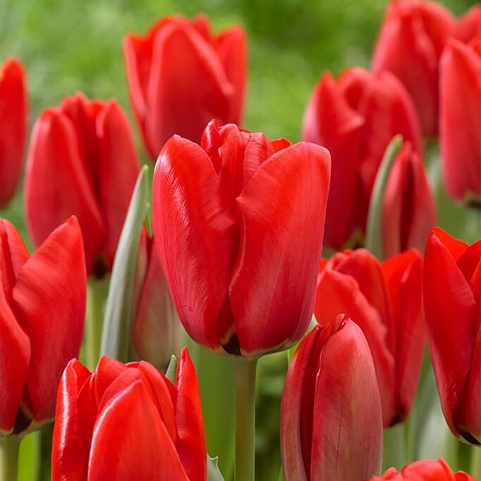 Garden State Bulb Darwin Hybrid Red Impression Tulip Bulbs, 12/+ cm, Fall Planting (Bag of 25)