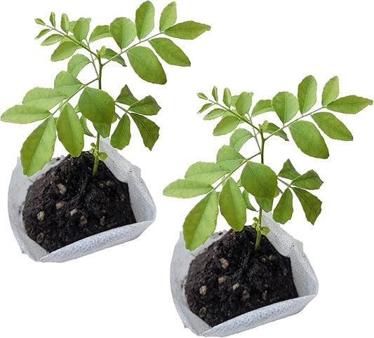 Curry Leaf Plant. Live Plant. Fragrant, Beautiful, Edible. Easy Grow. Indian Cooking Must Have. Murraya Koenigii. (2 Sacs)