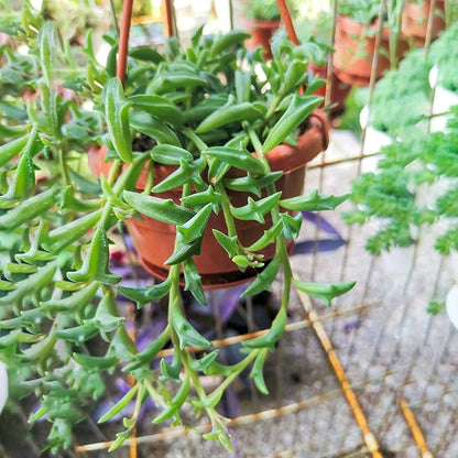 String of Dolphins in 4 inch Nursery Planter, Live Succulent Plant Fully Rooted in Pots with Soil, Rare House Plant for Home Office Wedding Decoration DIY Projects Party