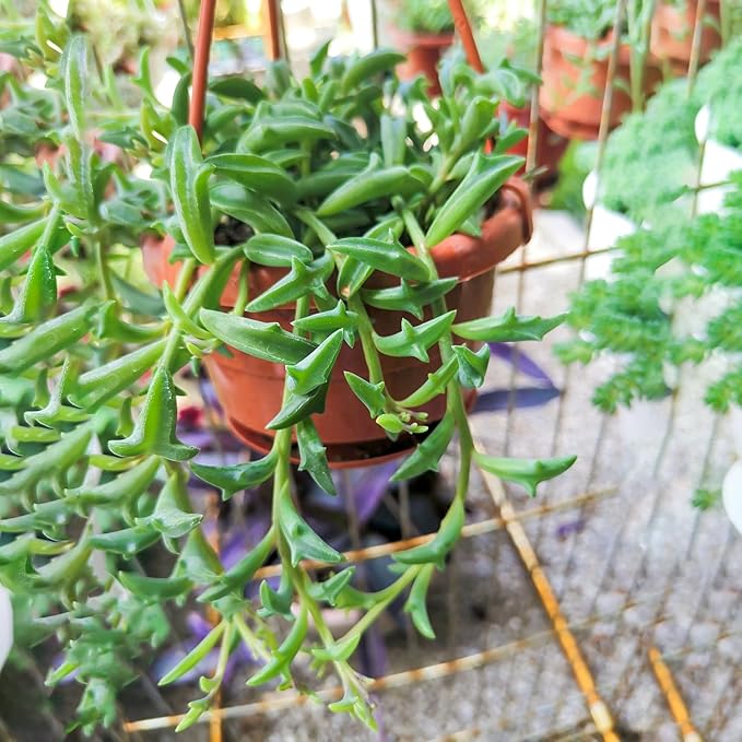 String of Dolphins in 4 inch Nursery Planter, Live Succulent Plant Fully Rooted in Pots with Soil, Rare House Plant for Home Office Wedding Decoration DIY Projects Party