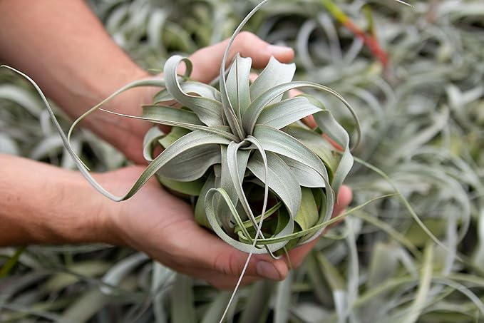Large Xerographica Air Plants 5 to 7 Inch Wide - Air Plants Live Tillandsia Succulent House Plants Holders - Available in Wholesale/Bulk - Home and Garden Decor - Easy Care Indoor/Outdoor Plants(1 PC)