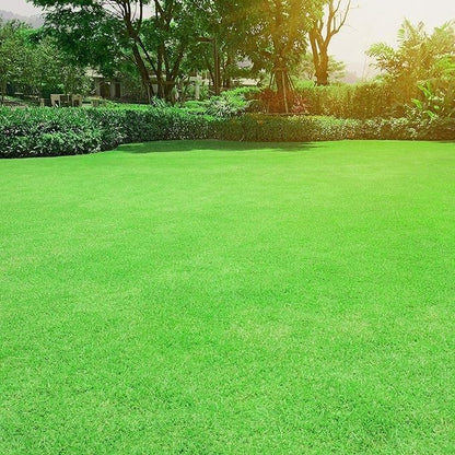 Outsidepride Oasis Bermuda Grass Seed - 50 lbs Warm Season, High Traffic, Heat Resistant, Drought-Tolerant, Low-Maintenance, Fast Growing Turf Grass for Lawn, Ideal for Sunny Areas, Thick Coverage