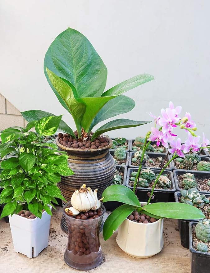 TOYPOPOR Leca Clay Pebbles for plants, Expanded Leca Balls, Lightweight Clay Ball, Potting Mix, Grow Media Used for Drainage, Decoration, Aquaponics, Hydroponics and Other Gardening Essentials 1 Quart