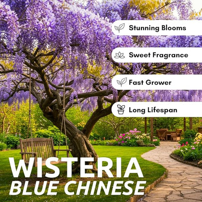 Alexa's Elegant Weeping Duo - 4 Live Trees to Plant - 2 Stunning Live Potted Blue Chinese Wisteria Seedlings - 2 Gold Weeping Willow Cuttings to Grow - Make Your Yard Stand Out