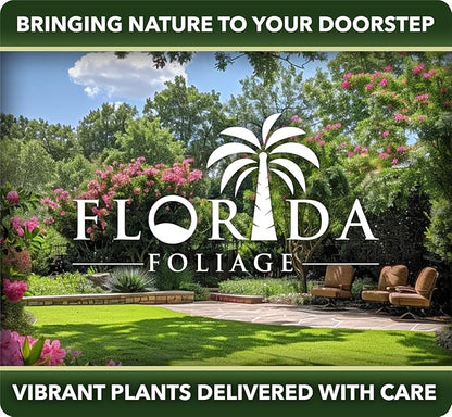 Southern Red Cedar | 30 Live Plants | Juniperus Virginiana Silicicola | Evergreen Privacy Trees | Native Landscape Plants