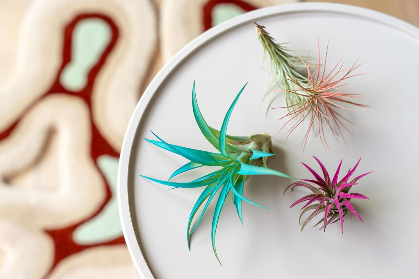 Fuchsia Colorful Tillandsia Air Plants - Long Lasting Color Enhanced Live Tillandsia Succulent House Plants - Home and Garden Decor - Easy Care Indoor/Outdoor Plants (Argentea Thin, Single)