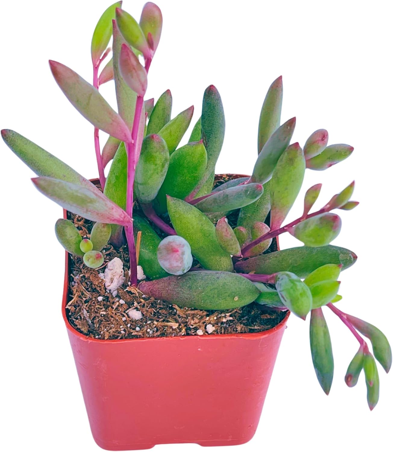 Succulents Plants Live 2" Othonna Capensis Ruby Necklace, Live Mini Succulent Plants, Easy Care House Plants Rooted in Succulent Soil Mix, by The Succulent Cult