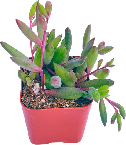 Succulents Plants Live 2" Othonna Capensis Ruby Necklace, Live Mini Succulent Plants, Easy Care House Plants Rooted in Succulent Soil Mix, by The Succulent Cult