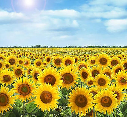 Rouge Royale Sunflower Seeds - Red Sunflower…