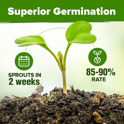 HOME GROWN 10 Herb Seeds for Planting 3,000+ Non-GMO Heirloom Seeds | Extra Large Variety Pack Herb Kit – Indoor Outdoor & Hydroponic | Culinary Seed Set | Grow Your Own Herbs | Gift for Beginners