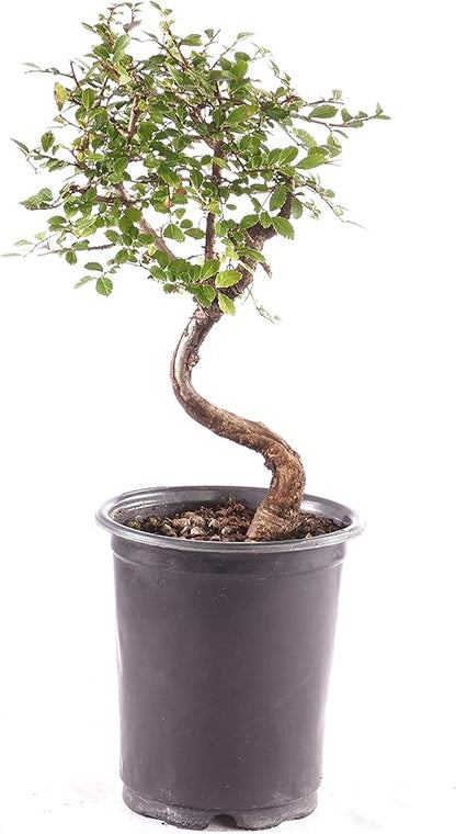 Brussel's Bonsai Live Chinese Elm Outdoor Bonsai Tree 5 Years Old 6"-8" Tall in Plastic Grower Pot, Small