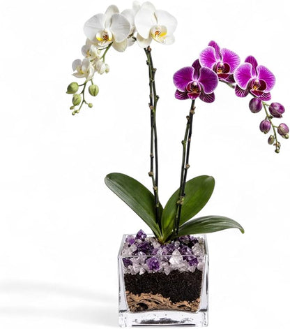 Live White and Purple Double Stem Phalaenopsis Orchid Plant with Clear Quartz and Amethyst - Premium Dual-Color Flowering Houseplant, Easy Care Live Plant