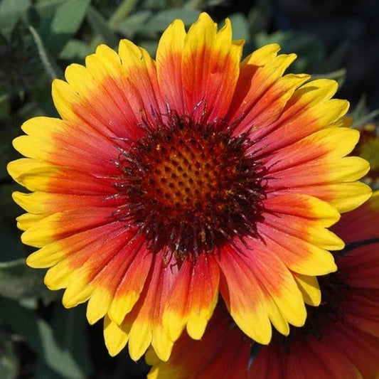 Arizona Sun Gaillardia Flower Seeds,100 Count COOL BEANS N SPROUTS Brand. Home Gardening.