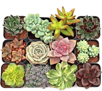 Mountain Crest Gardens Ultimate Succulent Variety Pack - 12 Unique Live Plants, Many Types, Rooted in 2 inch Pots - Indoor/Outdoor Real Succulents for Garden Decor, Favors, DIY Arrangements