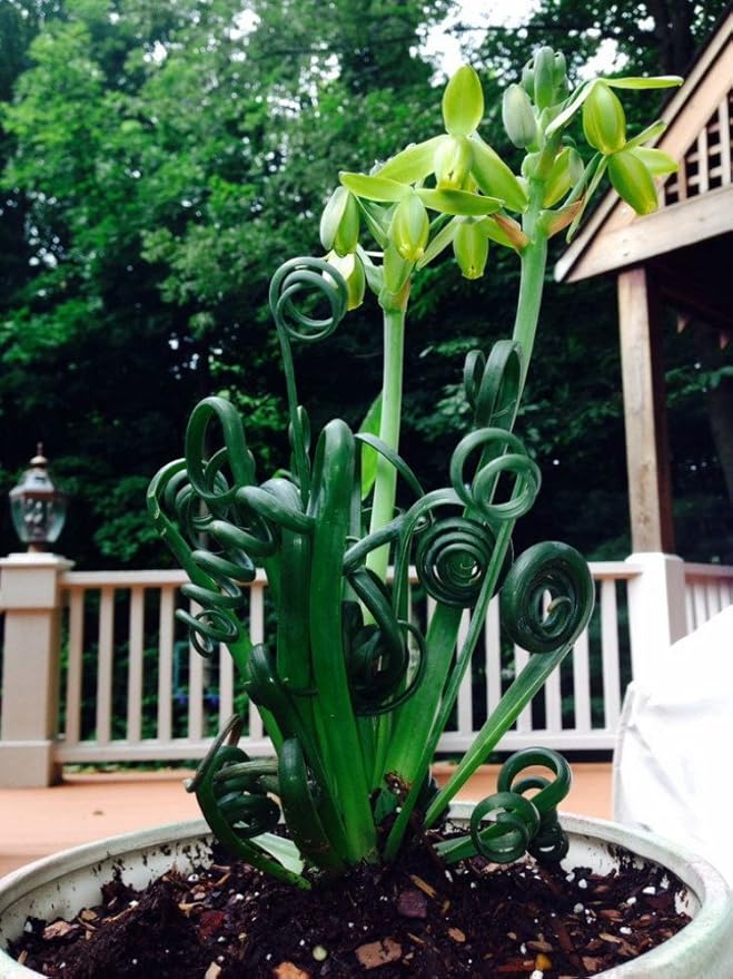 Rare Frizzle Sizzle Plant - Albuca spiralis - 2 Bulbs - Succulent House Plant