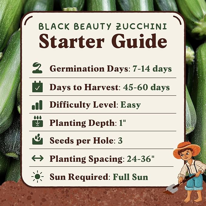 Seedboy Organic Zucchini Seeds for Planting Indoor and Outdoor, Non-GMO and USDA Certified Vegetable Seed Packet for Hydroponic Garden Indoor or Planting Outdoors (Black Beauty Zucchini)