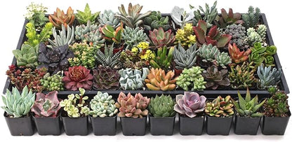Mountain Crest Gardens Ultimate Succulent Variety Pack - 50 Unique Live Plants, Many Types, Rooted in 2 inch Pots - Indoor/Outdoor Real Succulents for Garden Decor, Favors, DIY Arrangements