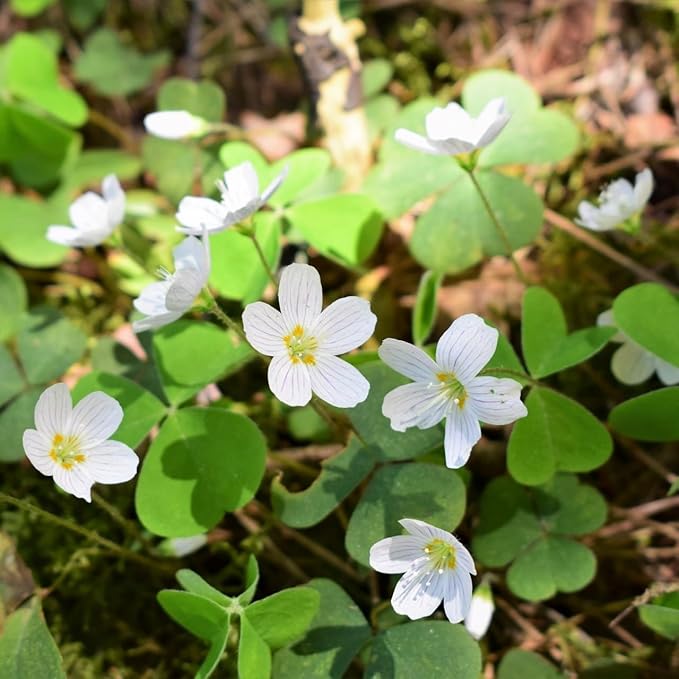 Amazing Deal - Complete Spring & Summer 100 Bulbs Blooming Flower Garden - Beautiful Flowers That Will Attract Bees, Butterflies & Hummingbirds and Other Pollinators - Easy to Grow 1000's Sold