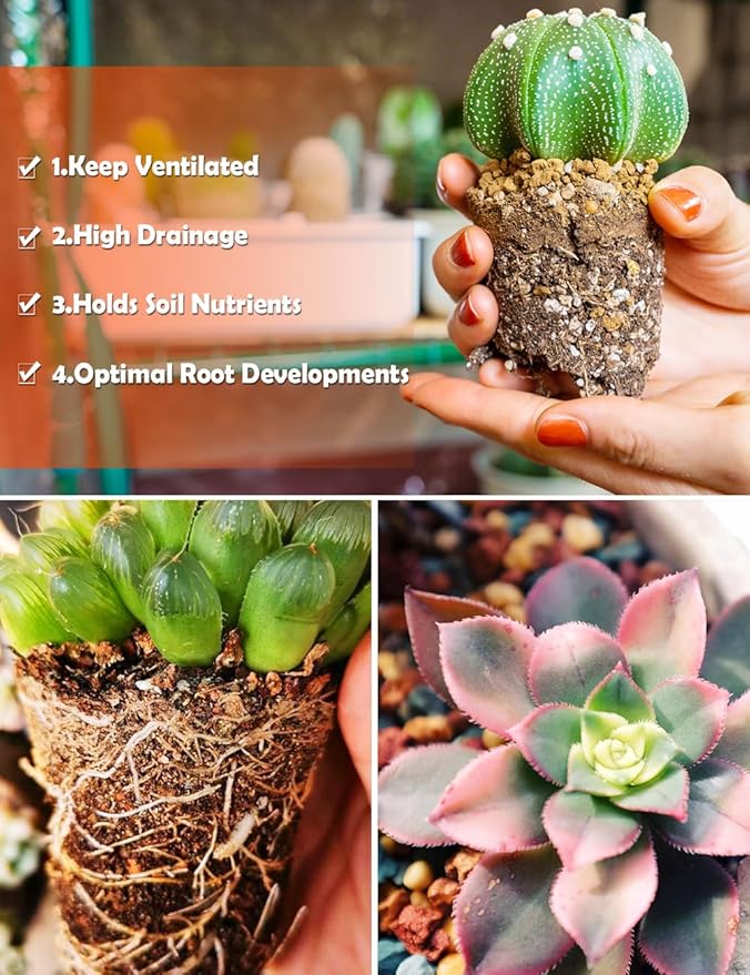 TOYPOPOR Succulent Soil, Cactus Potting Mix 12 Pounds/6QTS, High Drainage, Pre-Mixed Ready to Use for All Succulent Varieties, Indoor Plants, Bonsai, Terrarium, Houseplant, 70% Particles 30% Soil