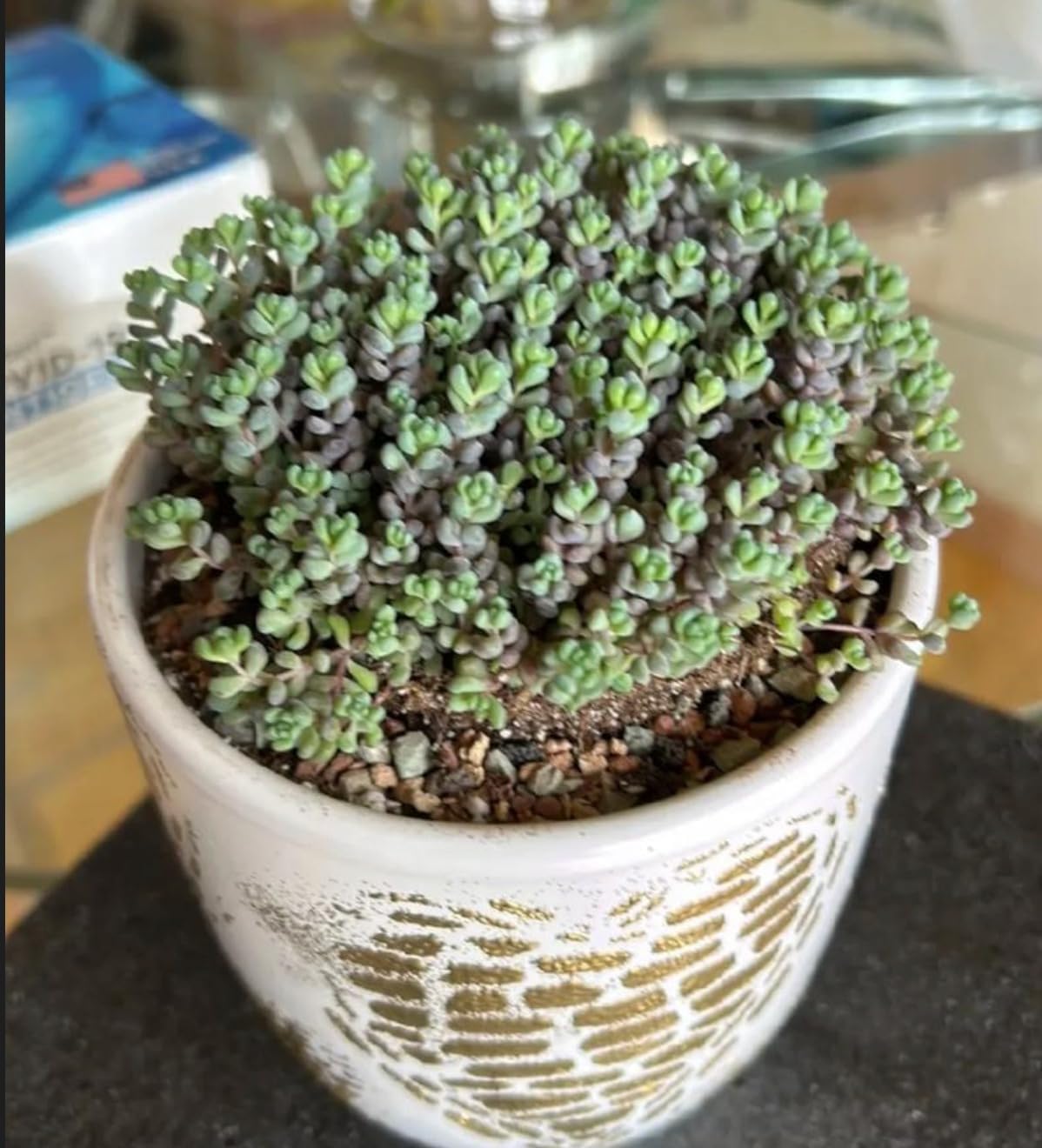 Sprout N Green 4" Sedum Dasyphyllum 'Minor', Live Succulent Fully Rooted in Pots, Rare House Plant for Home Office Indoor Outdoor Wedding Decoration, DIY Projects, Party Favor