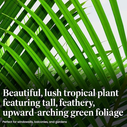 American Plant Exchange Majesty Palm – 10-Inch Pot – Live Tropical Houseplant with Arching Green Fronds, Easy Care Indoor or Patio Plant for Home, Office, Apartment & Landscape Décor