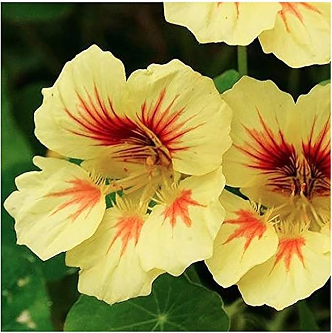 Peach Melba Nasturtium Seeds - Yellow with Streaks - 45 Seeds