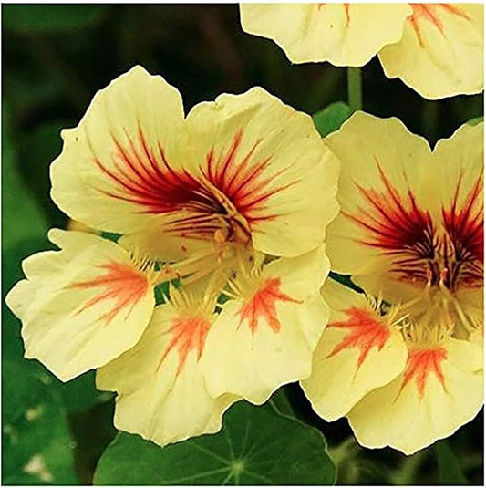 Peach Melba Nasturtium Seeds - Yellow with Streaks - 45 Seeds